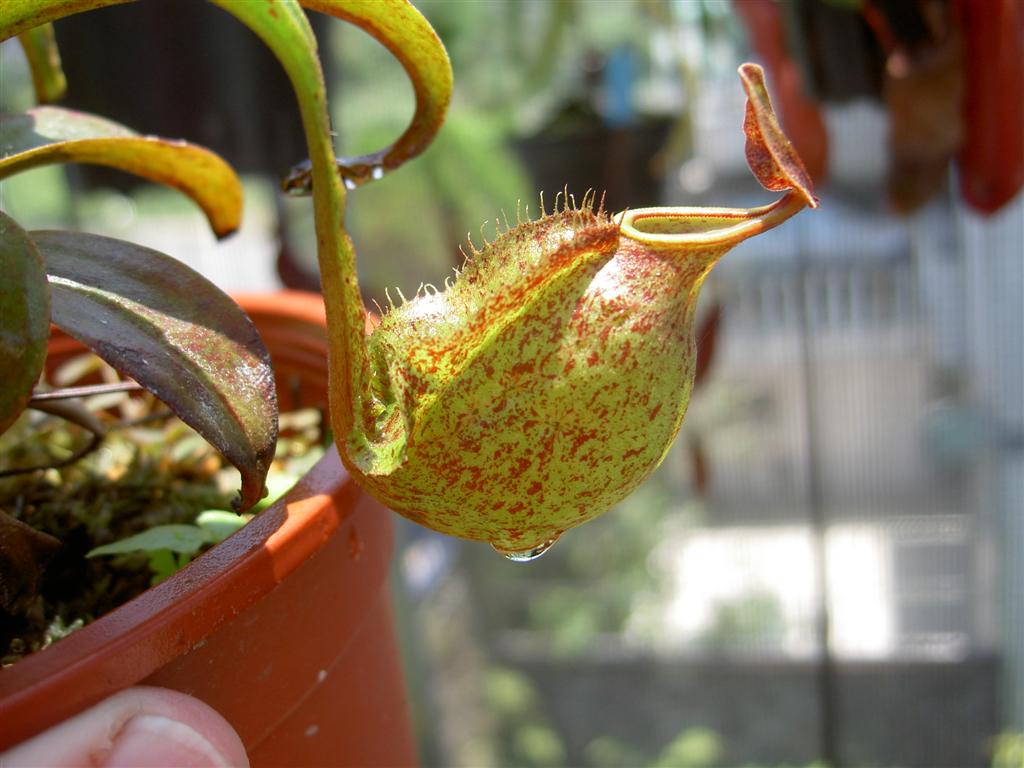 Nepenthes tobaica x rafflesiana 3
